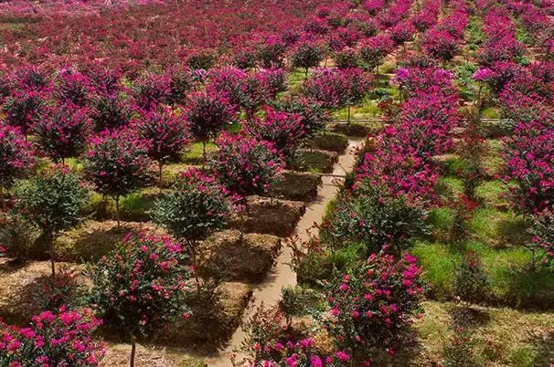 四川紫薇花海在哪里 看紫薇花的地方有哪些