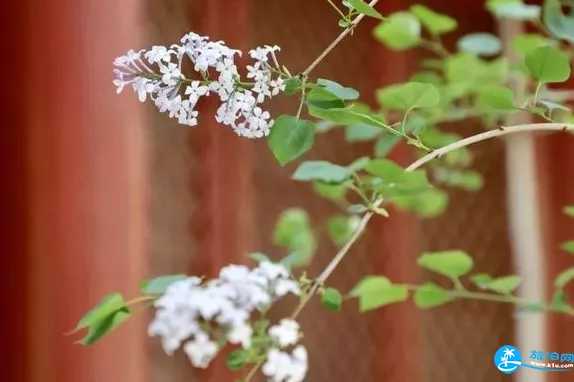 北京法源寺賞花攻略