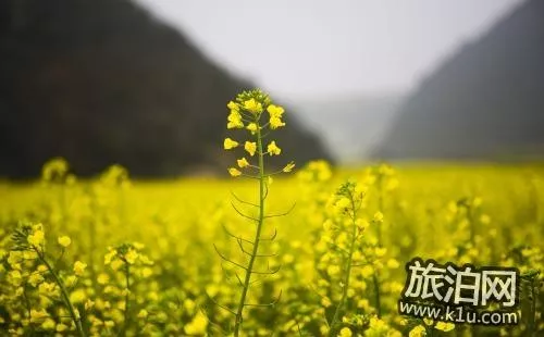 2022興化油菜花幾月開(kāi) 怎么去興化油菜花賞花