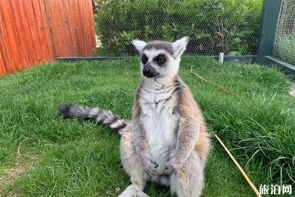 南通森林野生動物園有什么好玩的項(xiàng)目 分為幾區(qū)