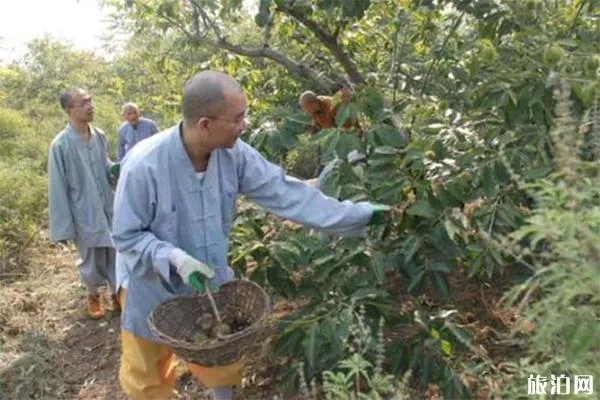 武漢靈泉寺蔬菜采摘還有嗎 開園了嗎