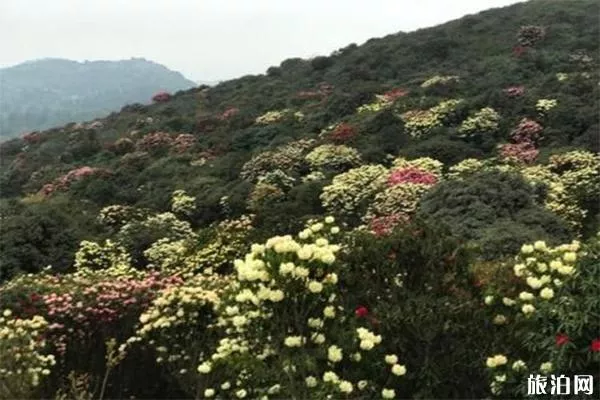 師宗菌子山介紹 美食-民俗