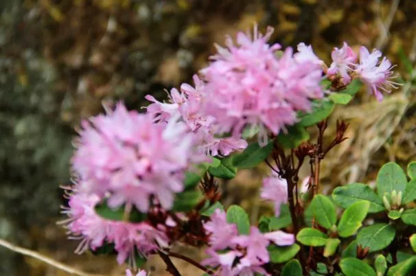 云南賞花地點和時間安排