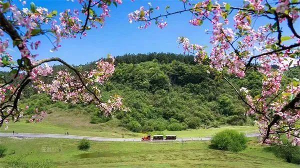 武隆區(qū)春游踏青好去處推薦 賞花、摘草莓等玩法都有哦