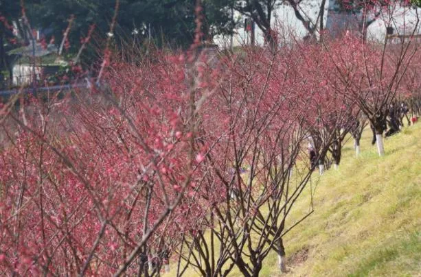 重慶春天賞花的有哪些地方