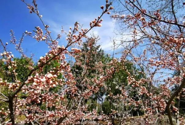 北京春天去哪里看花最好