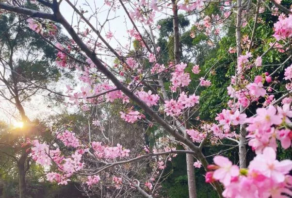 廈門哪里可以看到櫻花